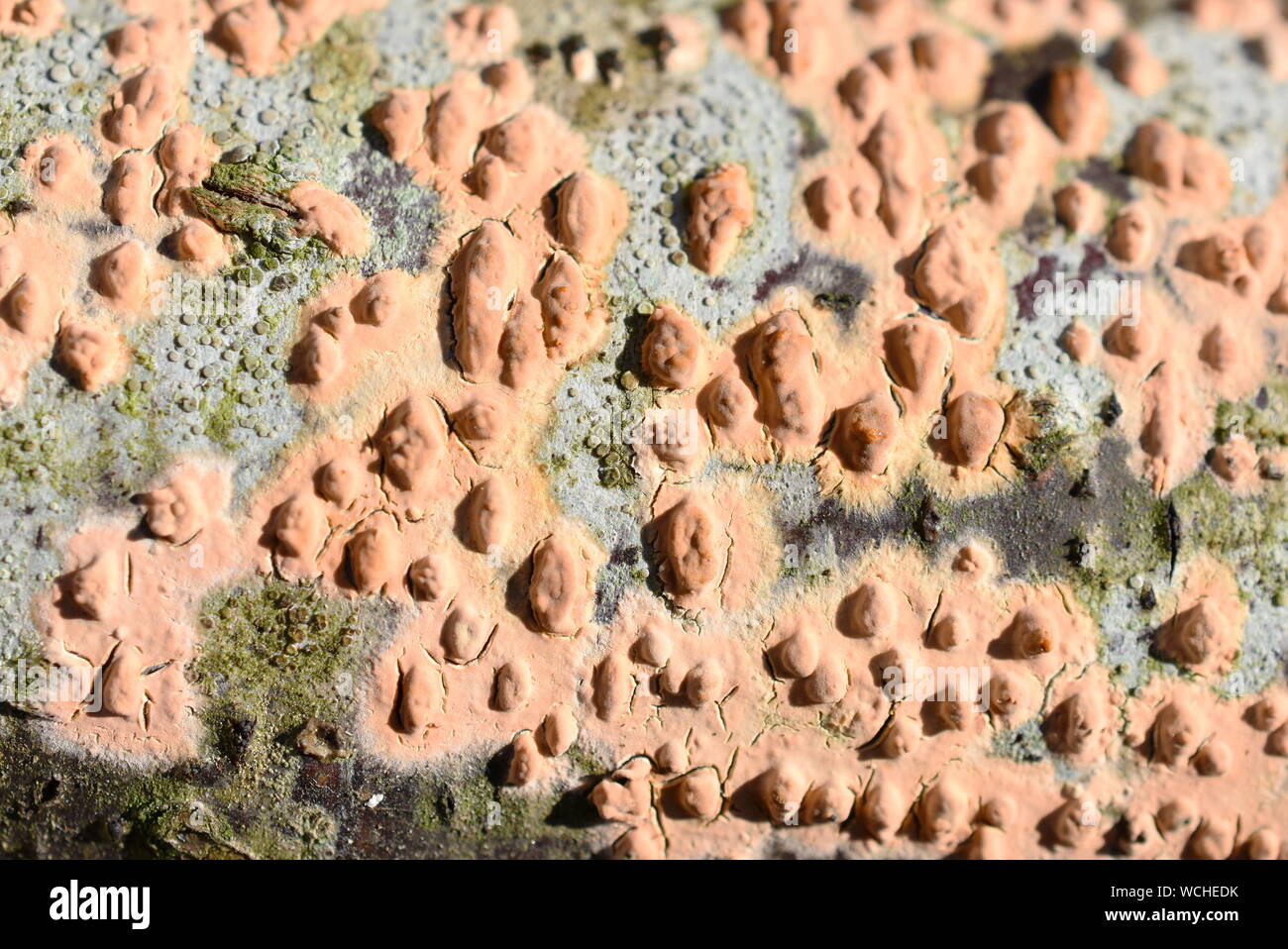 Spot di corallo fungo Nectria cinnabarina cresce su un pezzo di legno morto Foto Stock