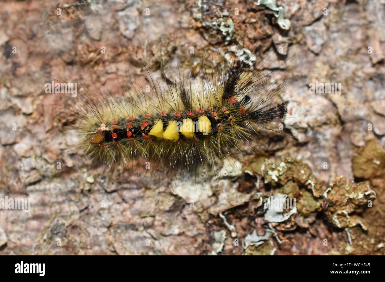 Il Rusty tussock moth caterpillar Orgyia antiqua sulla corteccia di albero Foto Stock