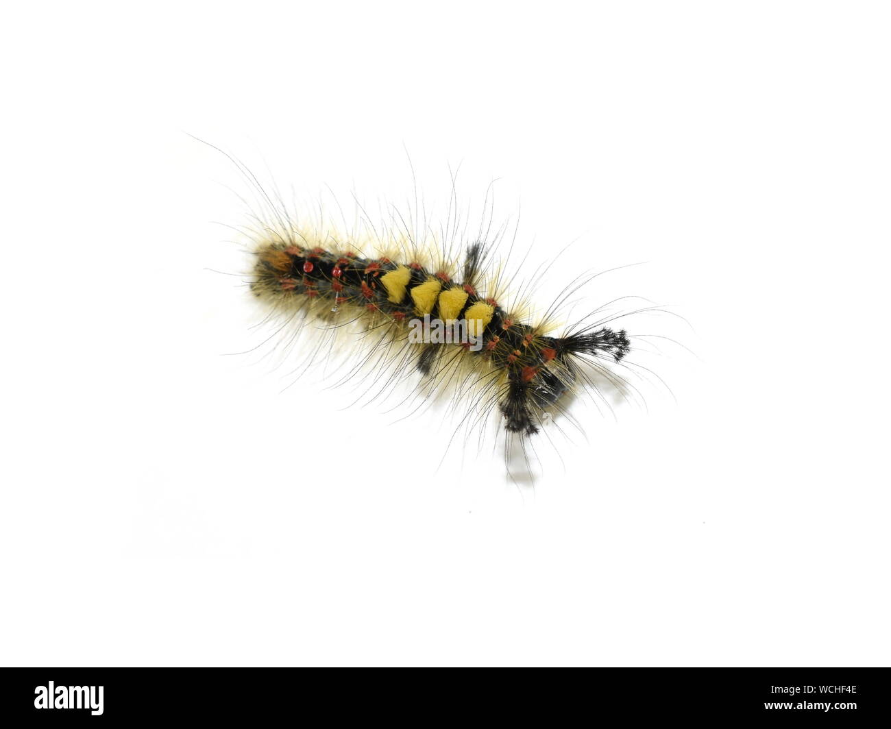 Il Rusty tussock moth caterpillar Orgyia antiqua isolato su bianco Foto Stock