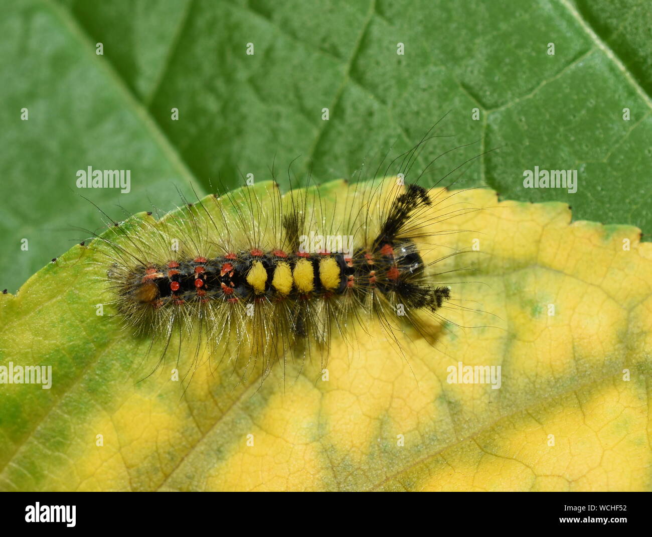 Il Rusty tussock moth caterpillar Orgyia antiqua sul fogliame Foto Stock