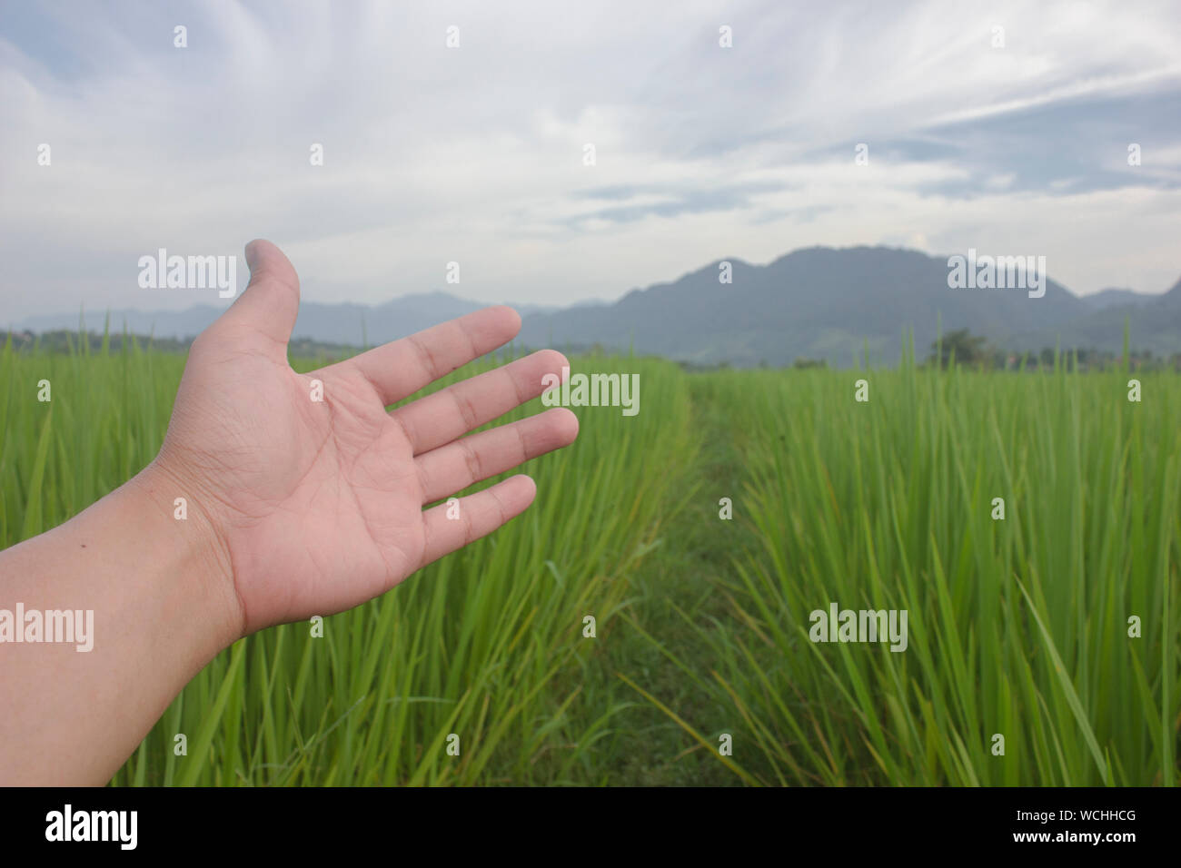 Natura riso verde archiviato con mano a mano il punto blu cielo splendida sullo sfondo del paesaggio Foto Stock