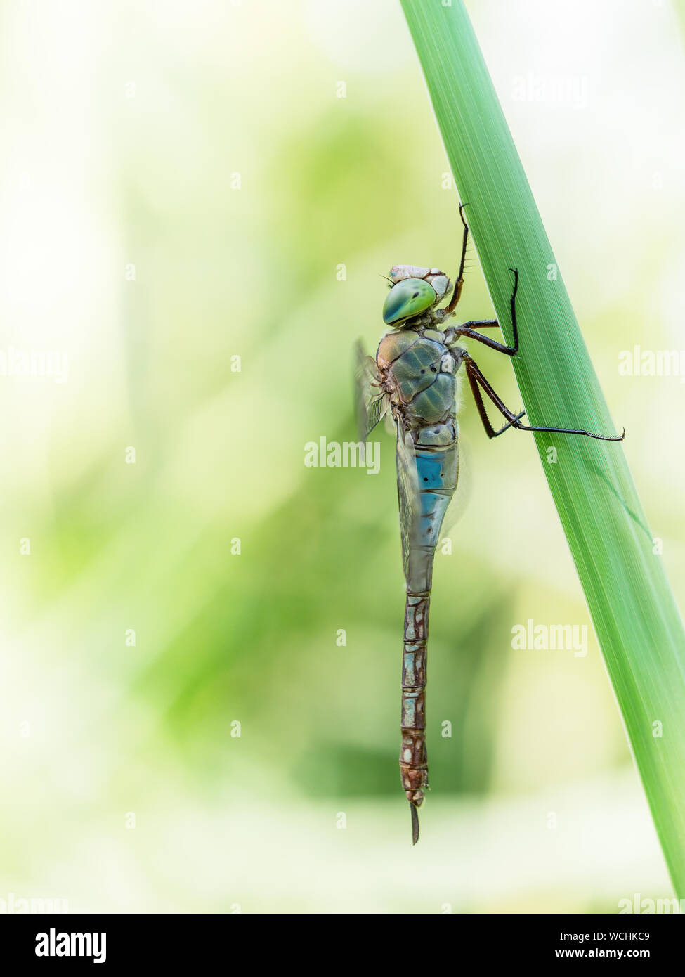 Anax parthenope, minore imperatore libellula di profilo nella natura. Foto Stock