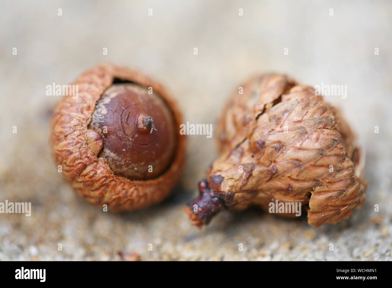 Autunno sfondo con caduti nel parco naturale de los alcornocales closeup. Autunnale di still-life con ghiande. Sfondo con grande parco naturale de los Alcornocales. - Immagine Foto Stock