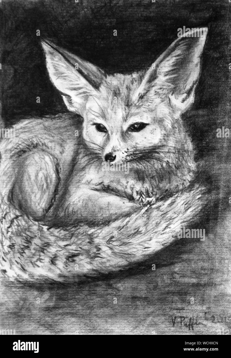 Risultati ricerca Web risultati disegno di carbone - fennec volpe (Vulpes zerda), anche chiamato fennec o volpe desertica Foto Stock