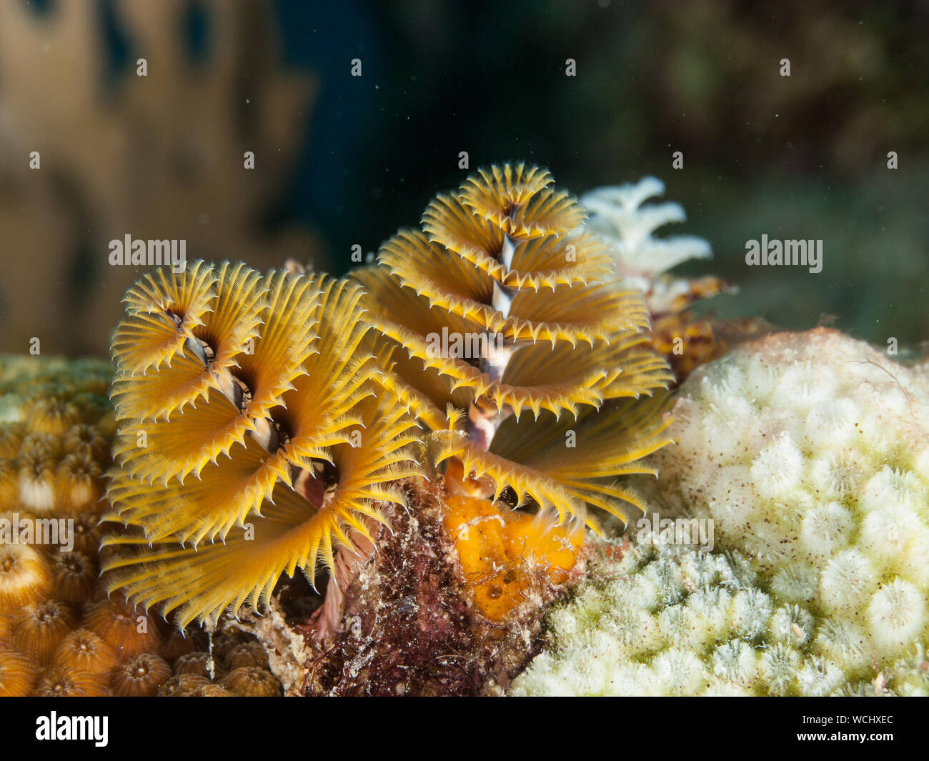 Colorato albero di Natale di worm, Spirobranchus giganteus, Mar dei Caraibi, los roques Foto Stock