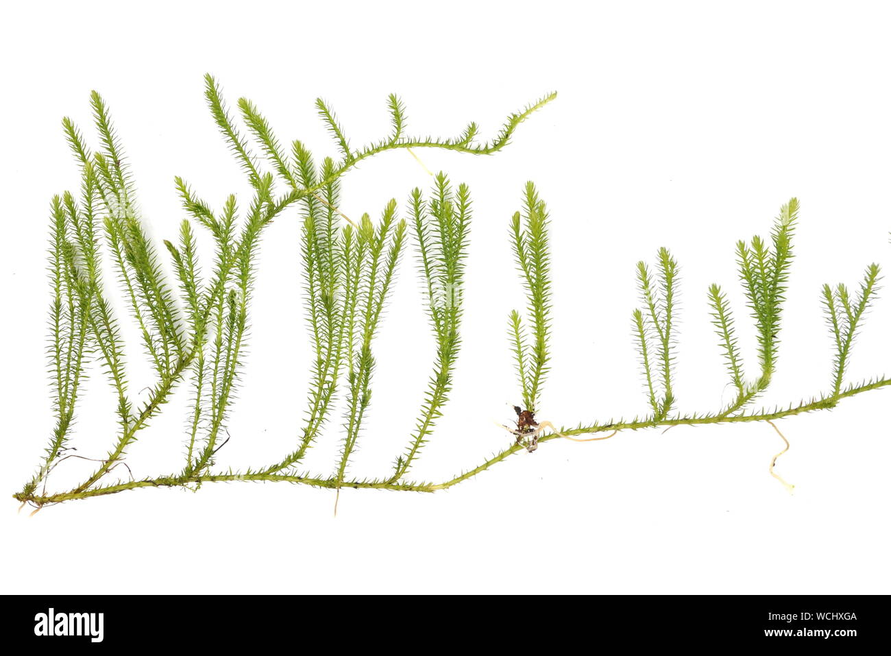 Duro clubmoss Lycopodium annotinum su sfondo bianco Foto Stock