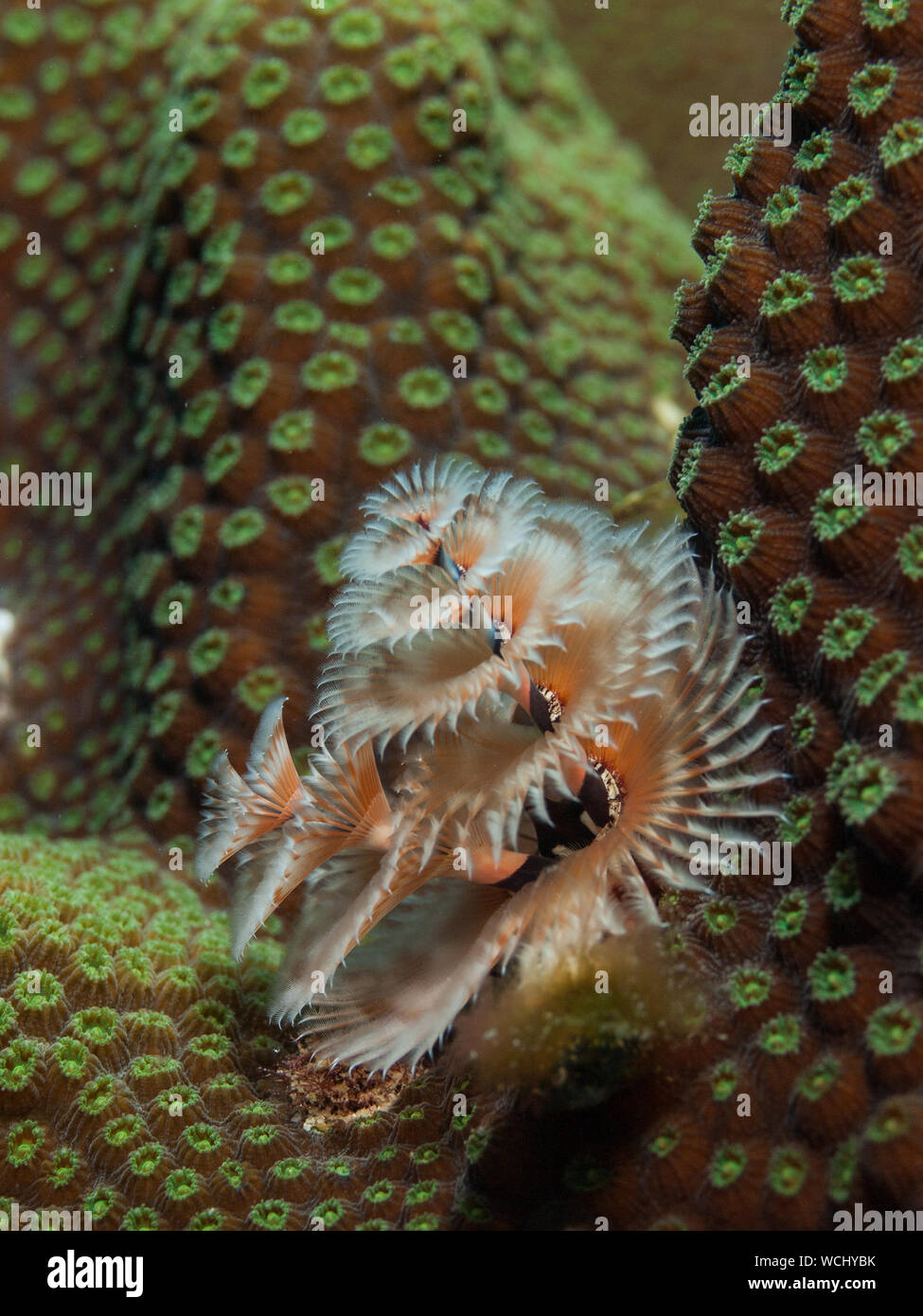 Colorato albero di Natale di worm, Spirobranchus giganteus, Mar dei Caraibi, los roques Foto Stock