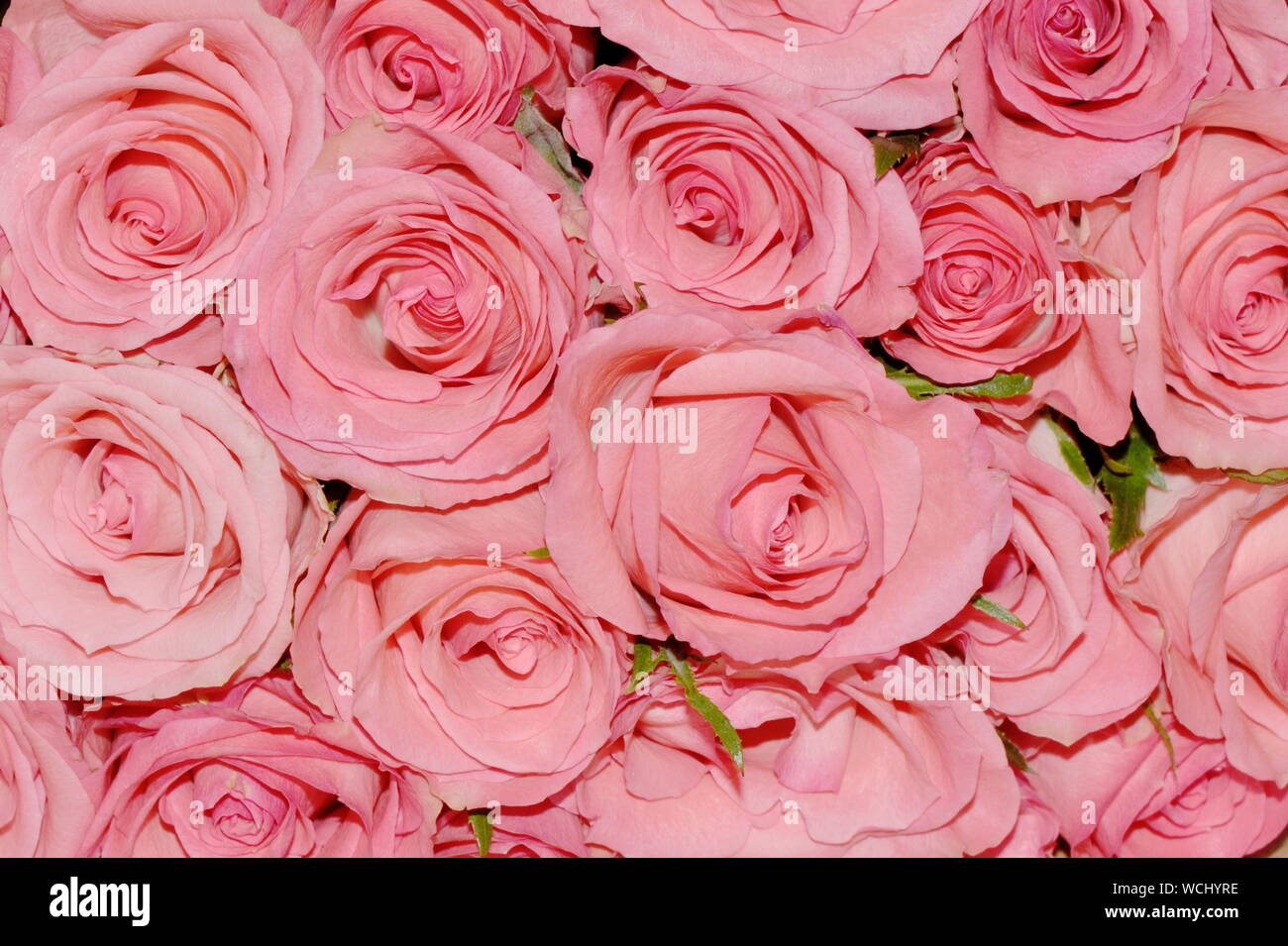 Grande mazzo di rose rosa Foto Stock