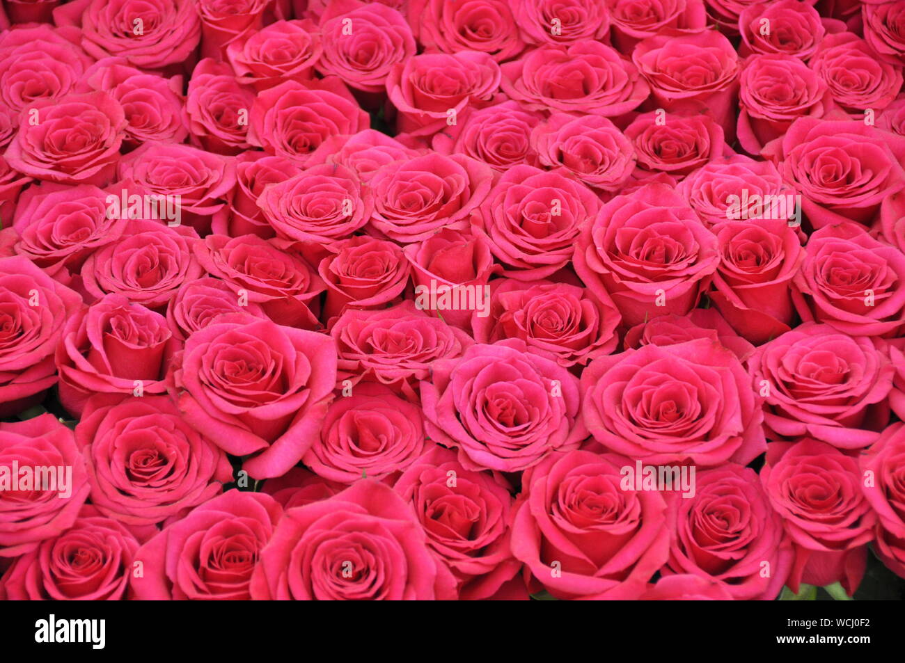 Grande mazzo di rose rosa Foto Stock
