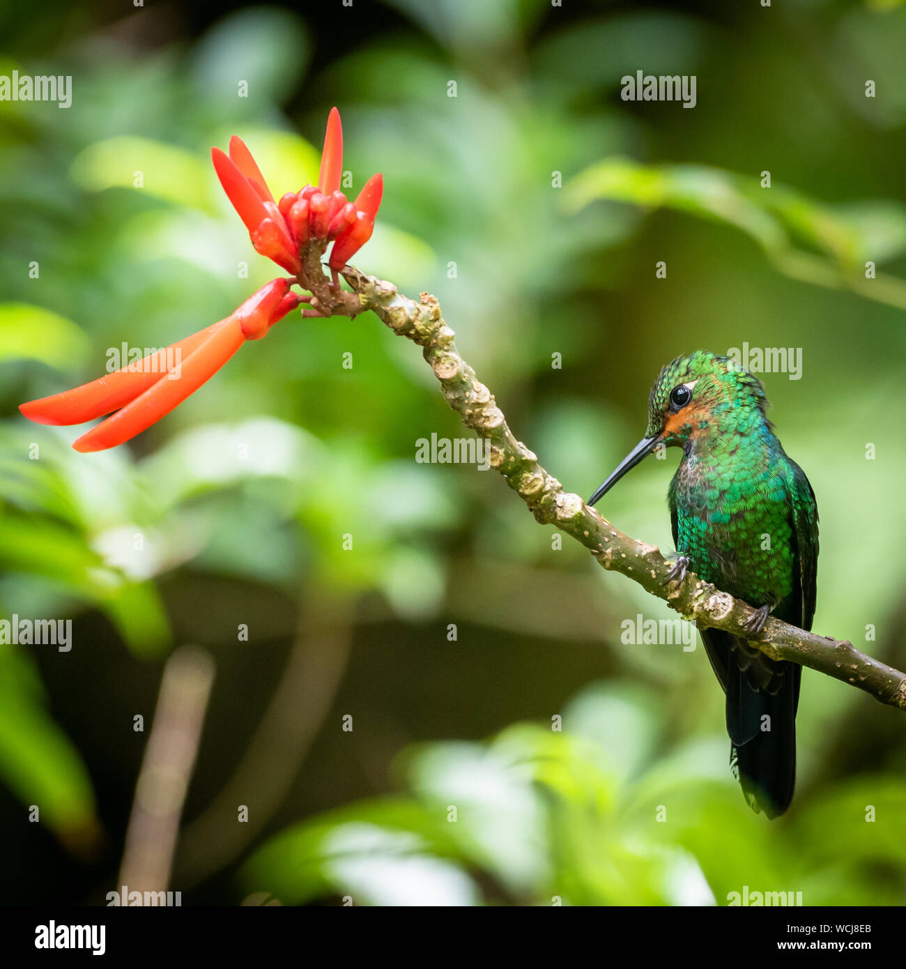 Hummingbird di birra scottata - Phaeochroa Cuvierii Foto Stock