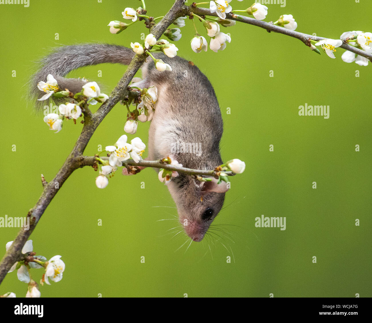 Moscardino commestibili (Fat ghiro, Glis glis) Foto Stock