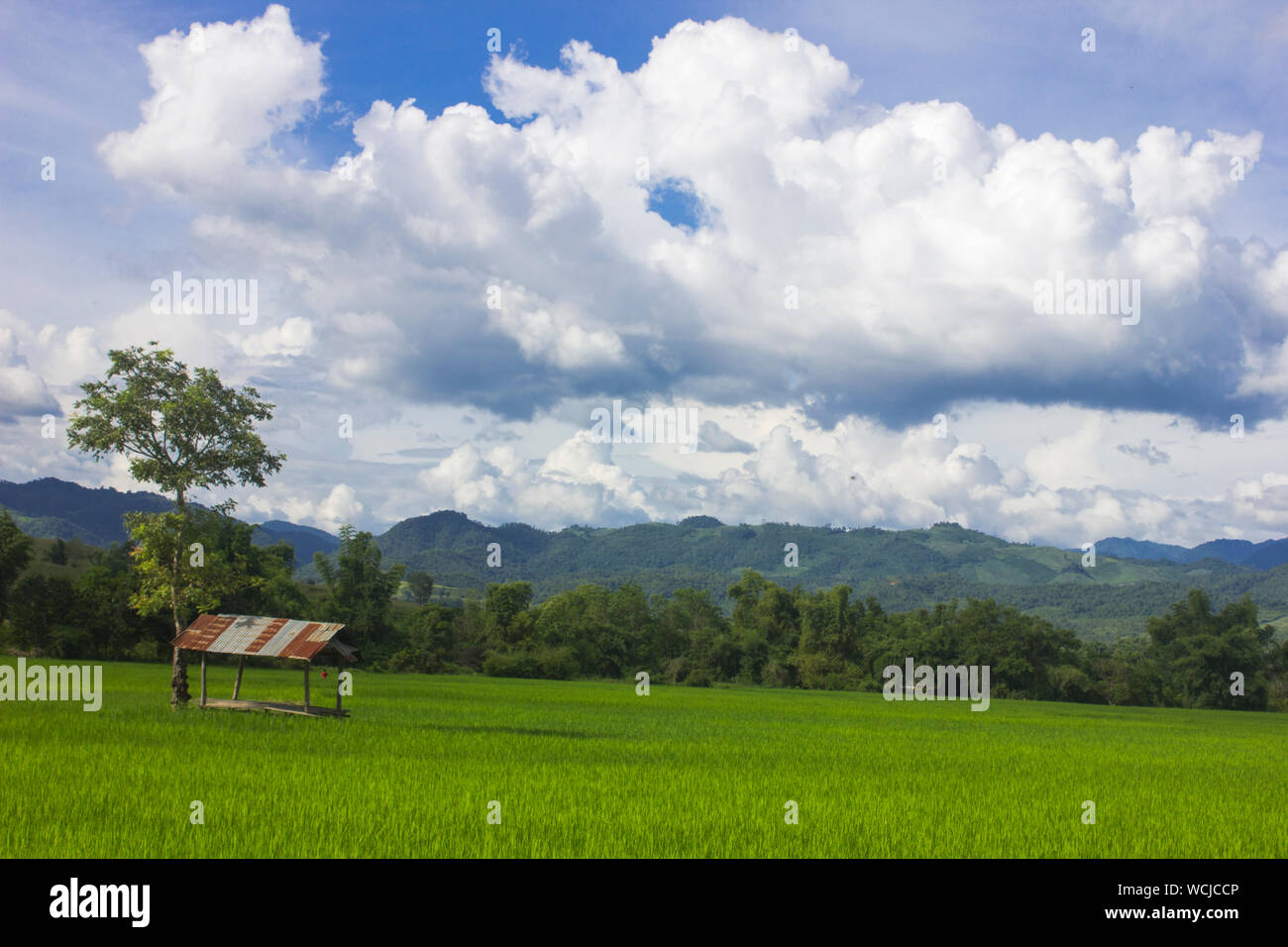 Cielo blu bianco Sfondo nuvola con riso verde albero depositata e paesaggio di montagna Foto Stock