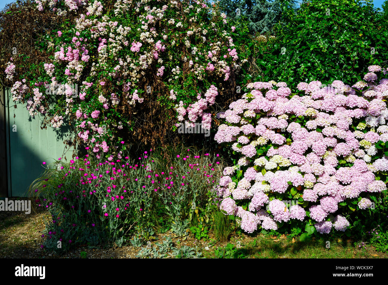 Ortensie in un giardino inglese Foto Stock
