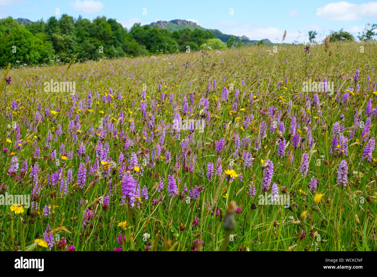 Cloud di gallina visto attraverso un campo di orchidee selvatiche a Tittesworth serbatoio dall'scarafaggi, Leekbrook, Staffordshire, England, Regno Unito Foto Stock