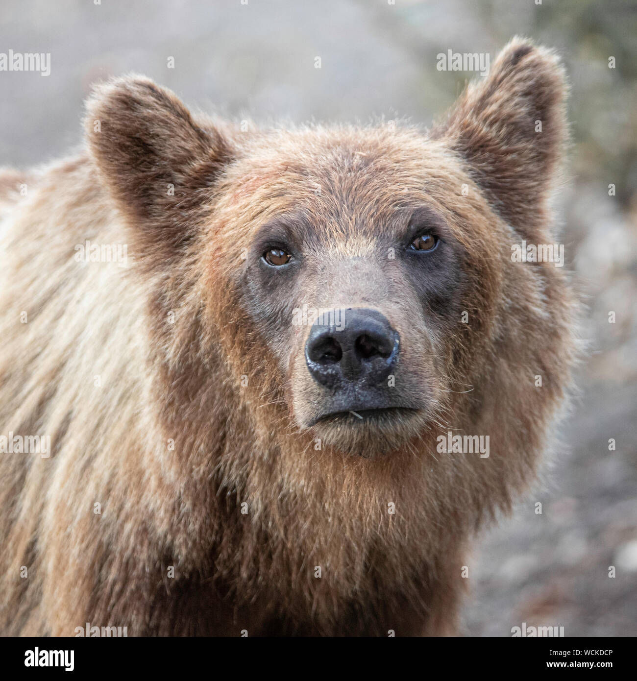 Orso grizzly close-up di testa guardando verso la telecamera, Ursus arctos horribilis, orso bruno, Nord America, Canada, Foto Stock