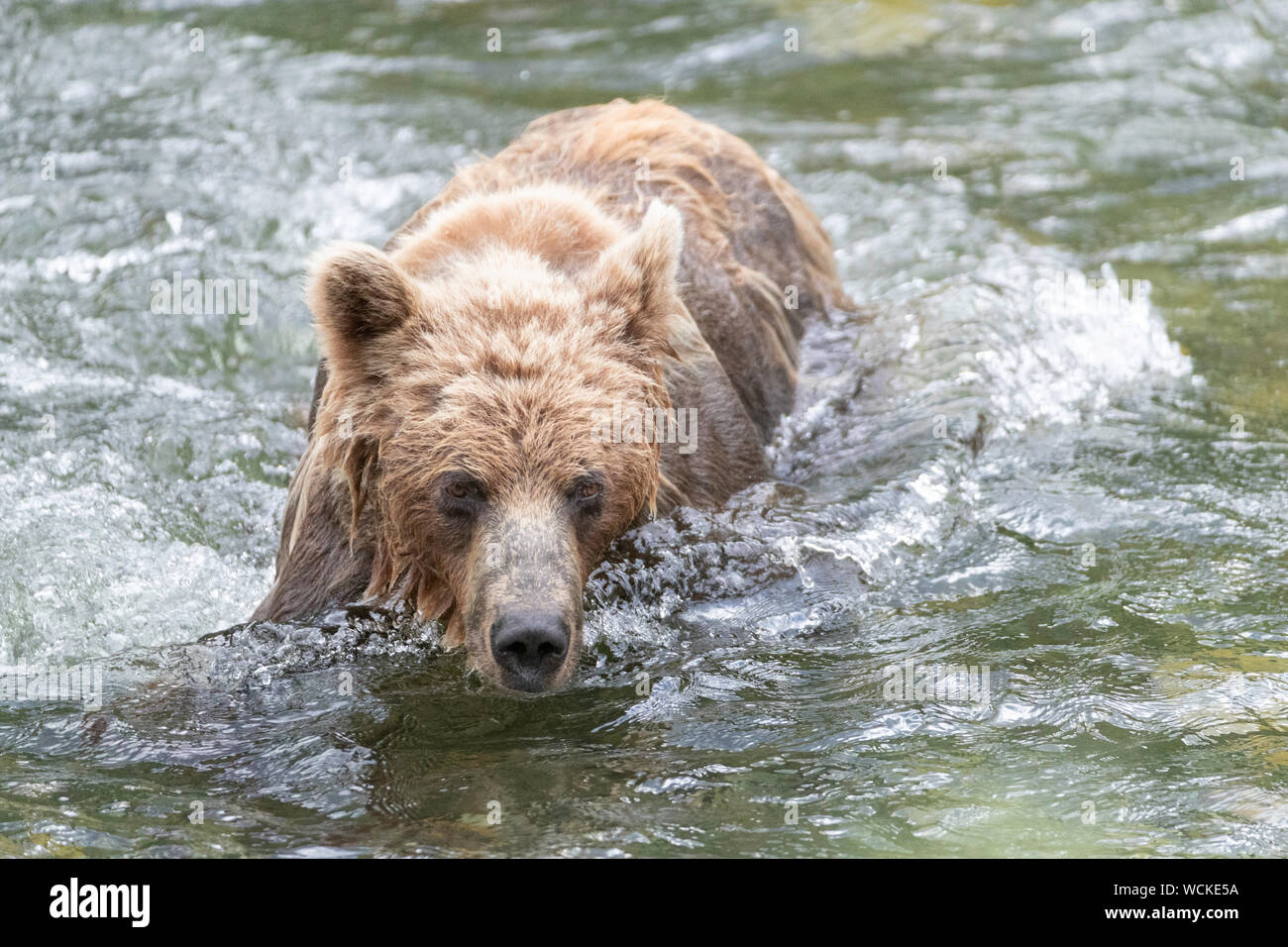 Orso grizzly nel fiume Nakina a caccia di salmone, Ursus arctos horribilis, orso bruno, Nord America, Canada, Foto Stock