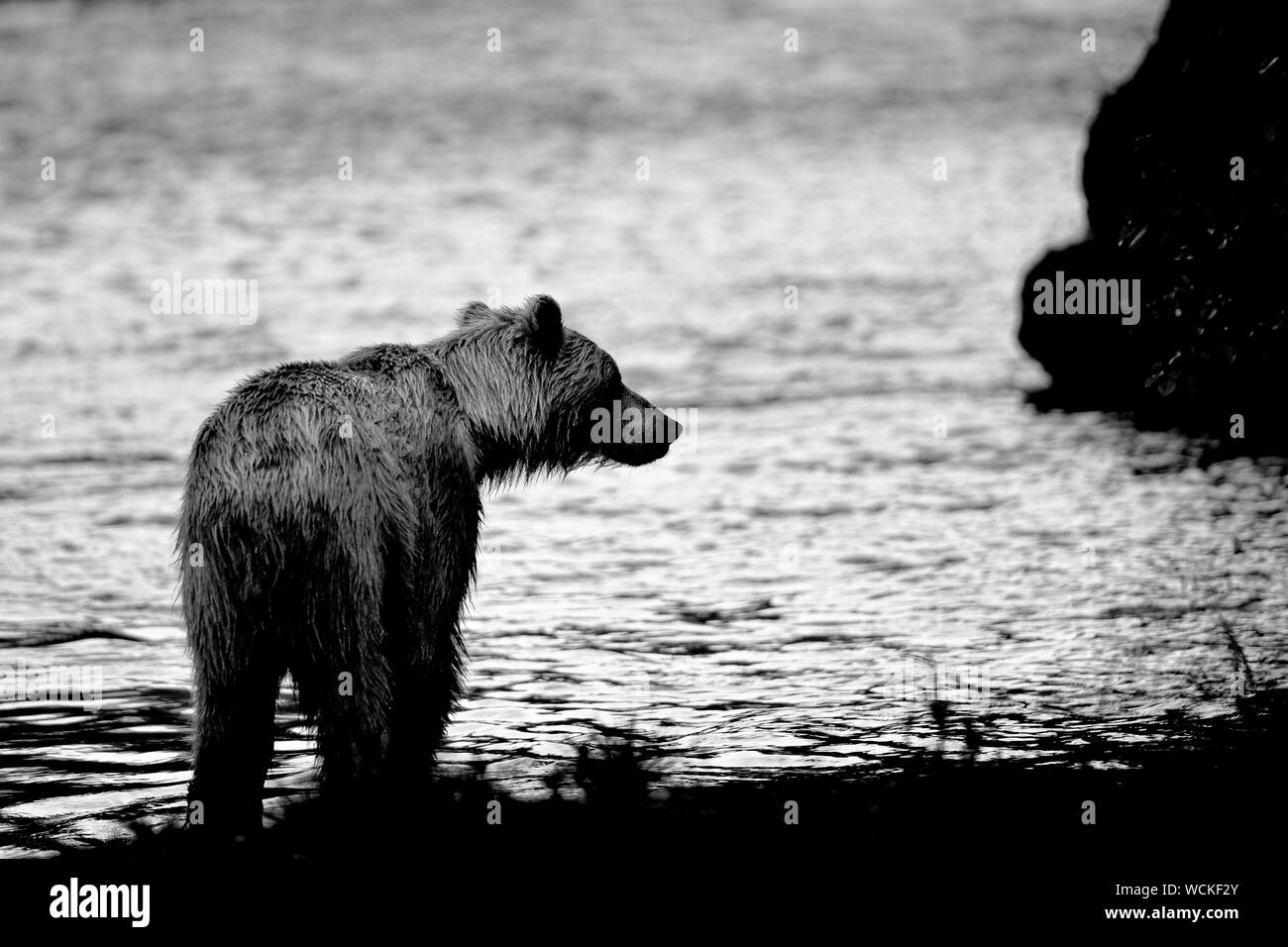 Orso grizzly nel fiume Nakina a caccia di salmone, Ursus arctos horribilis, orso bruno, Nord America, Canada, Foto Stock