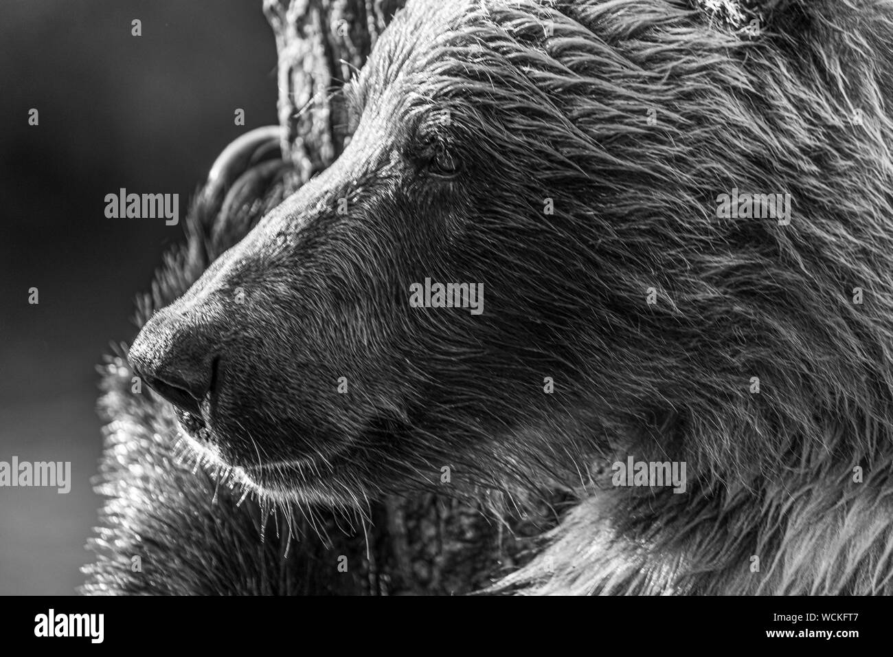 Dettaglio del volto di un orso grizzly sfregamento contro un albero, Ursus arctos horribilis, orso bruno, Nord America, Canada, Foto Stock