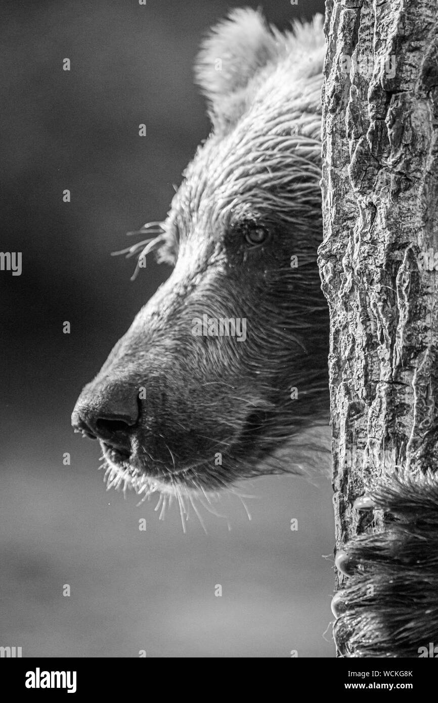 Dettaglio del volto di un orso grizzly sfregamento contro un albero, Ursus arctos horribilis, orso bruno, Nord America, Canada, Foto Stock