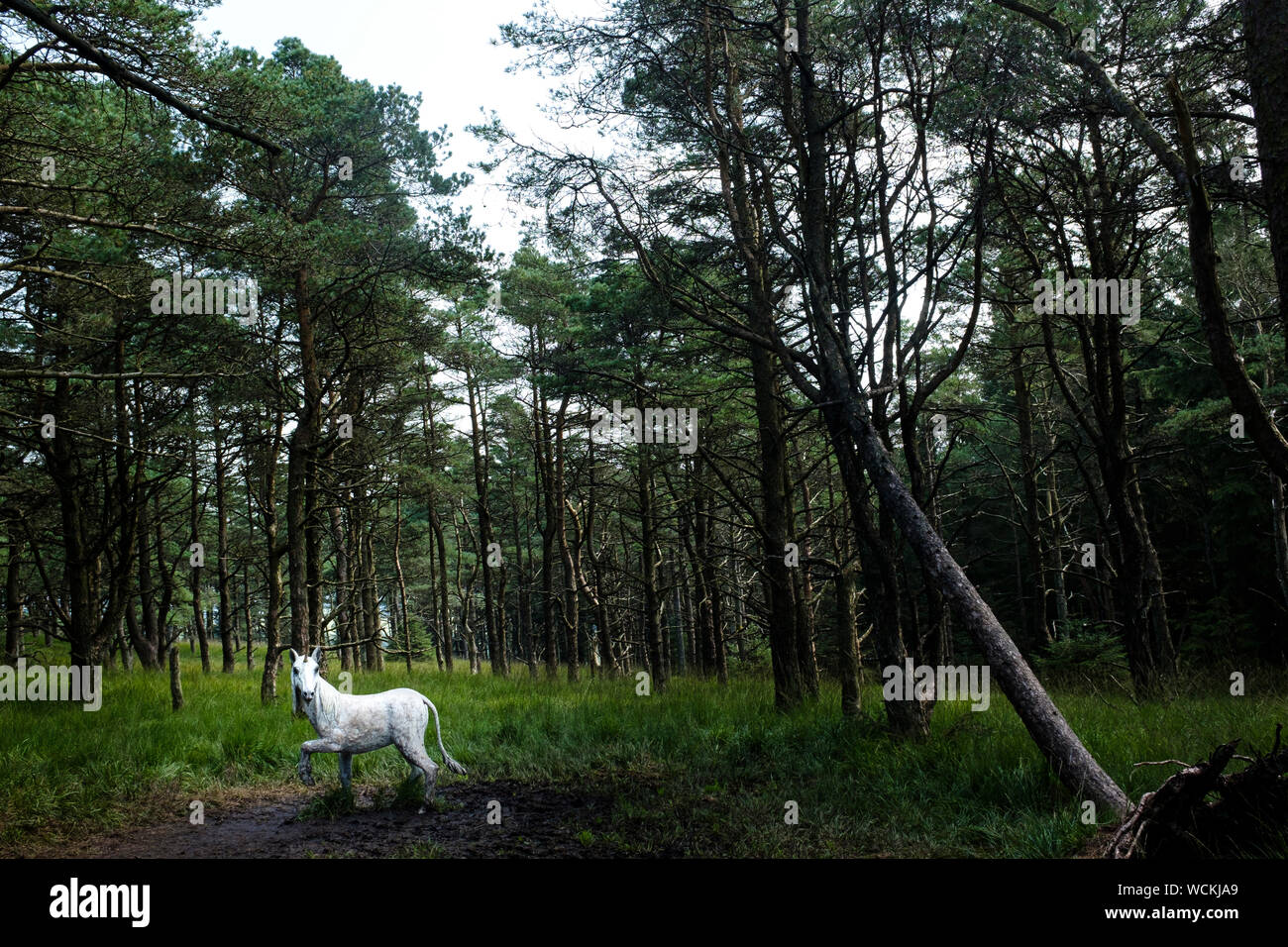 Unicorno bianco sul Pendle sentiero delle sculture, Aitken legno, orzo, Lancashire, Regno Unito Foto Stock