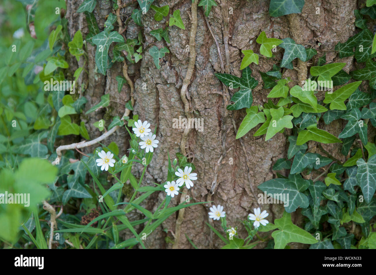 Stellaria holostea o maggiore Stitchwort crescente nei pressi di un coperto di edera albero. Foto Stock