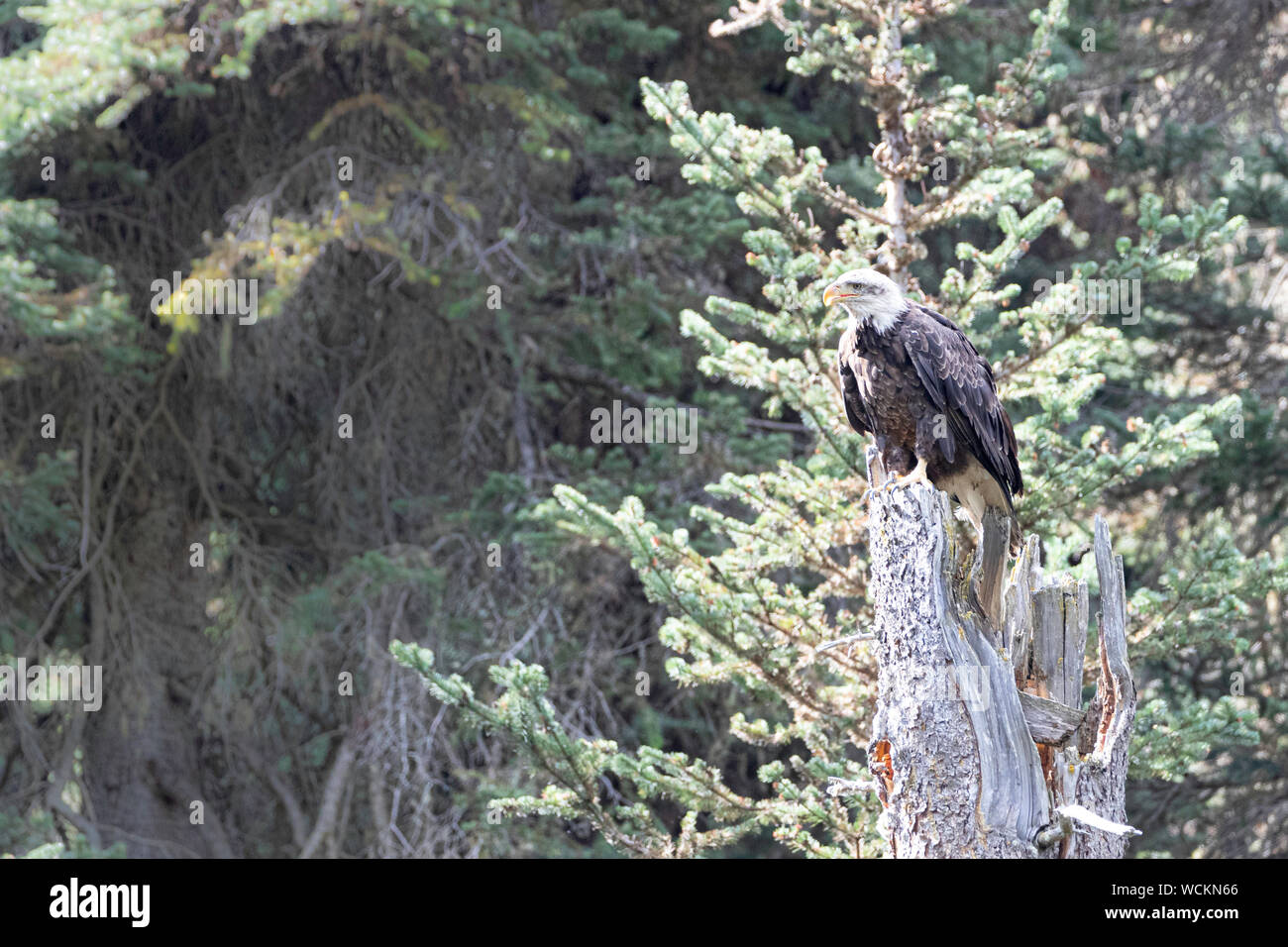 Adulto aquila calva, (Haliaeetus leucocephalus) arroccato su un ceppo di albero, Canada, America del Nord Foto Stock