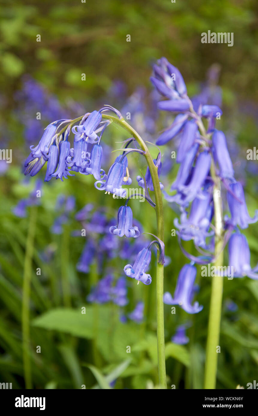Singoli steli delle Bluebells inglese in fiore Foto Stock
