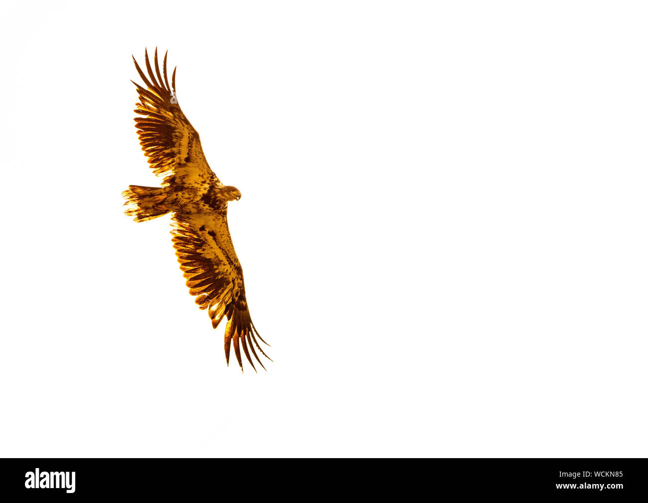 Aquila calva, (Haliaeetus leucocephalus) in volo, Canada, America del Nord. Manipolati digitalmente. Foto Stock