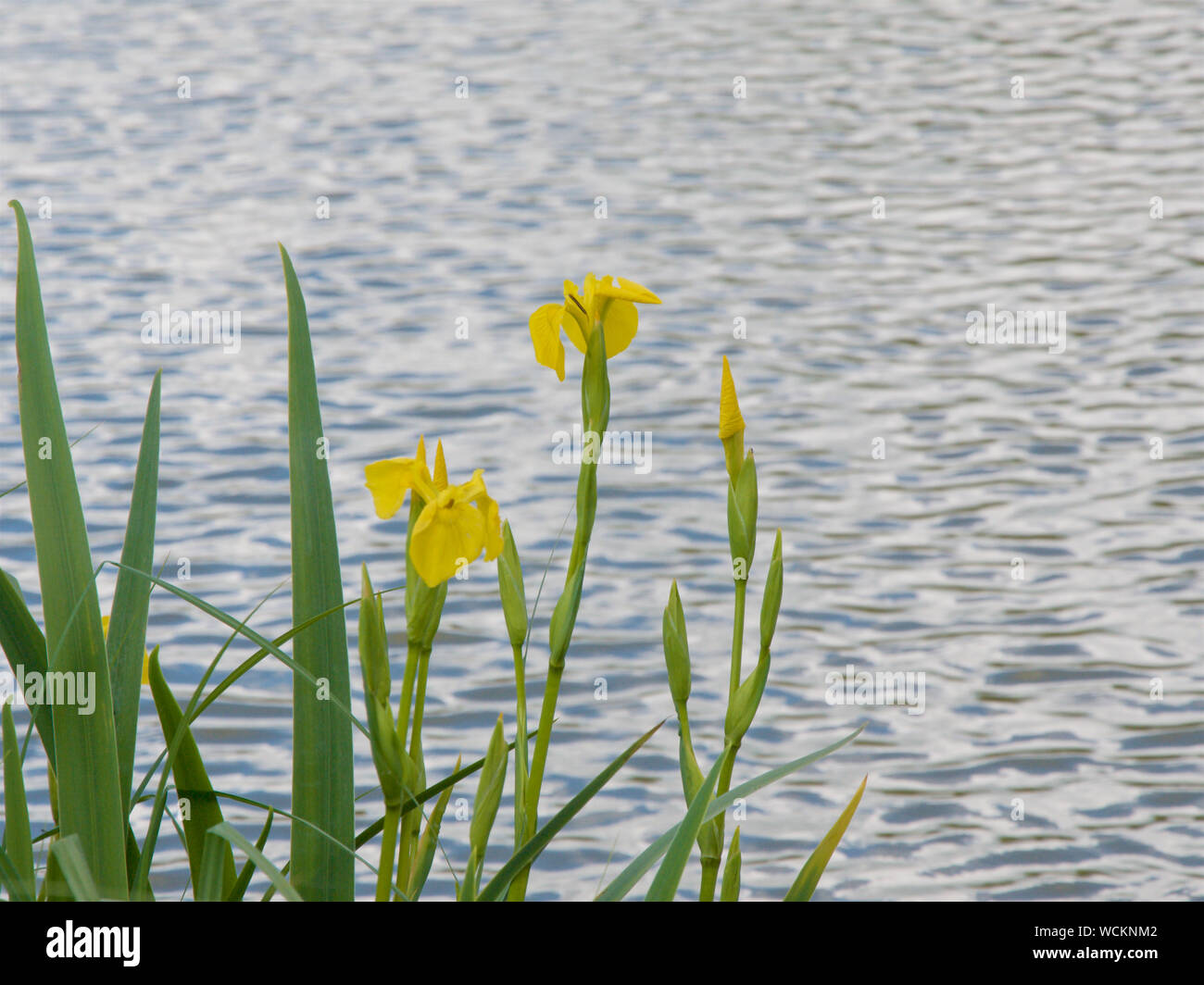 Bandiera gialla Iris sulle rive di un lago con increspature sull'acqua. Foto Stock