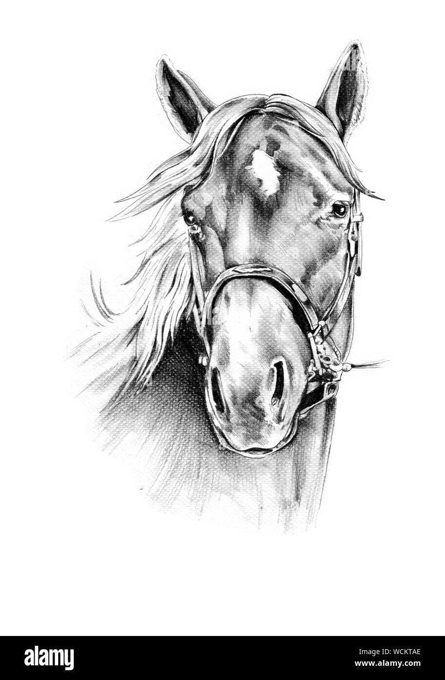 Freehand testa di cavallo disegno a matita Foto stock - Alamy