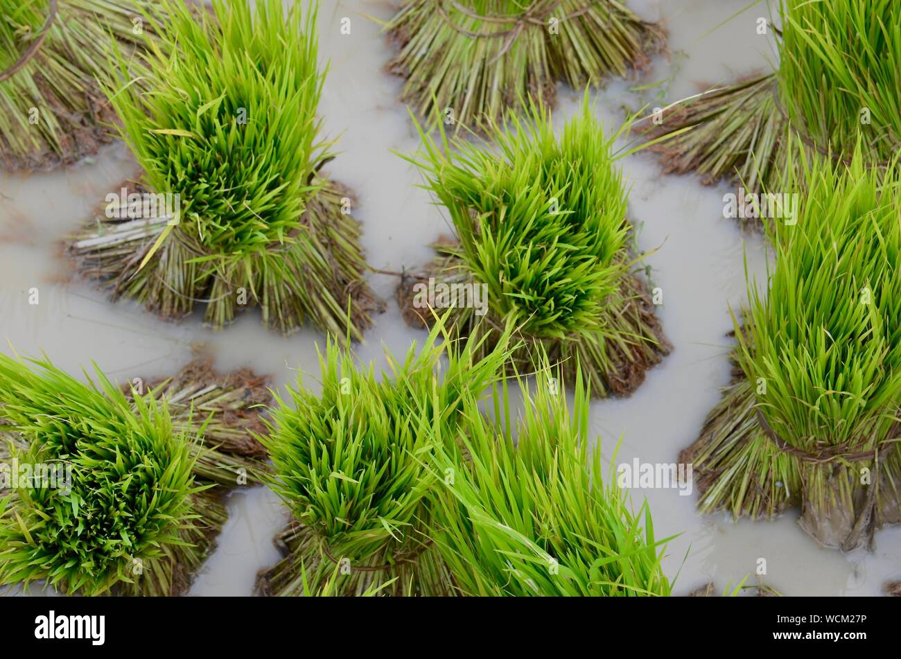 Meraviglioso il riso Foto Stock