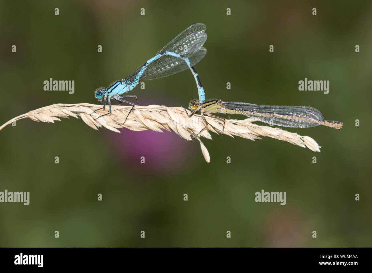 Common-blue damselflies coniugata Foto Stock