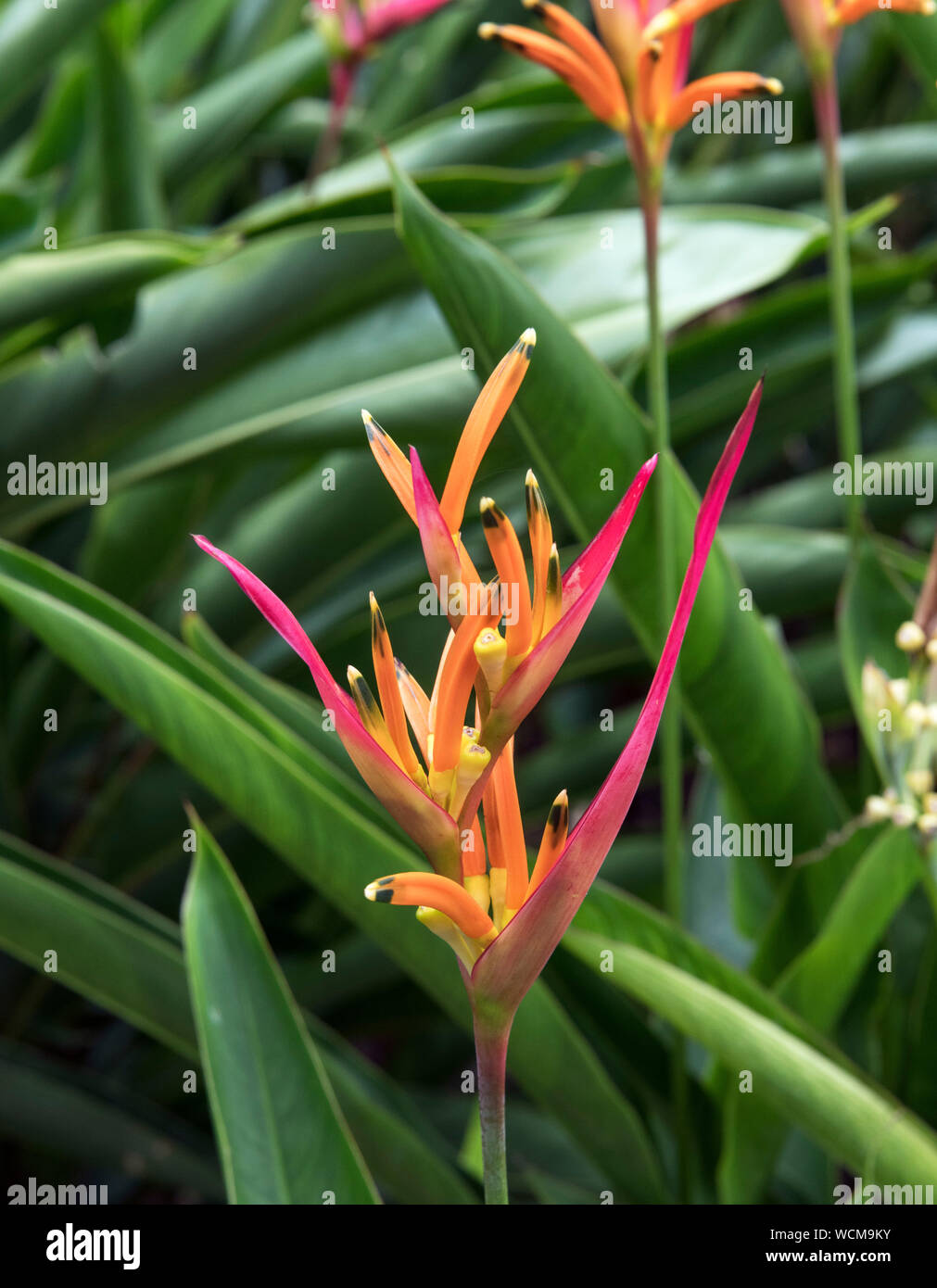 Heliconia psittacorum 'Lizette', Heliconia a piedi, Singapore Botanic Gardens, Singapore Foto Stock