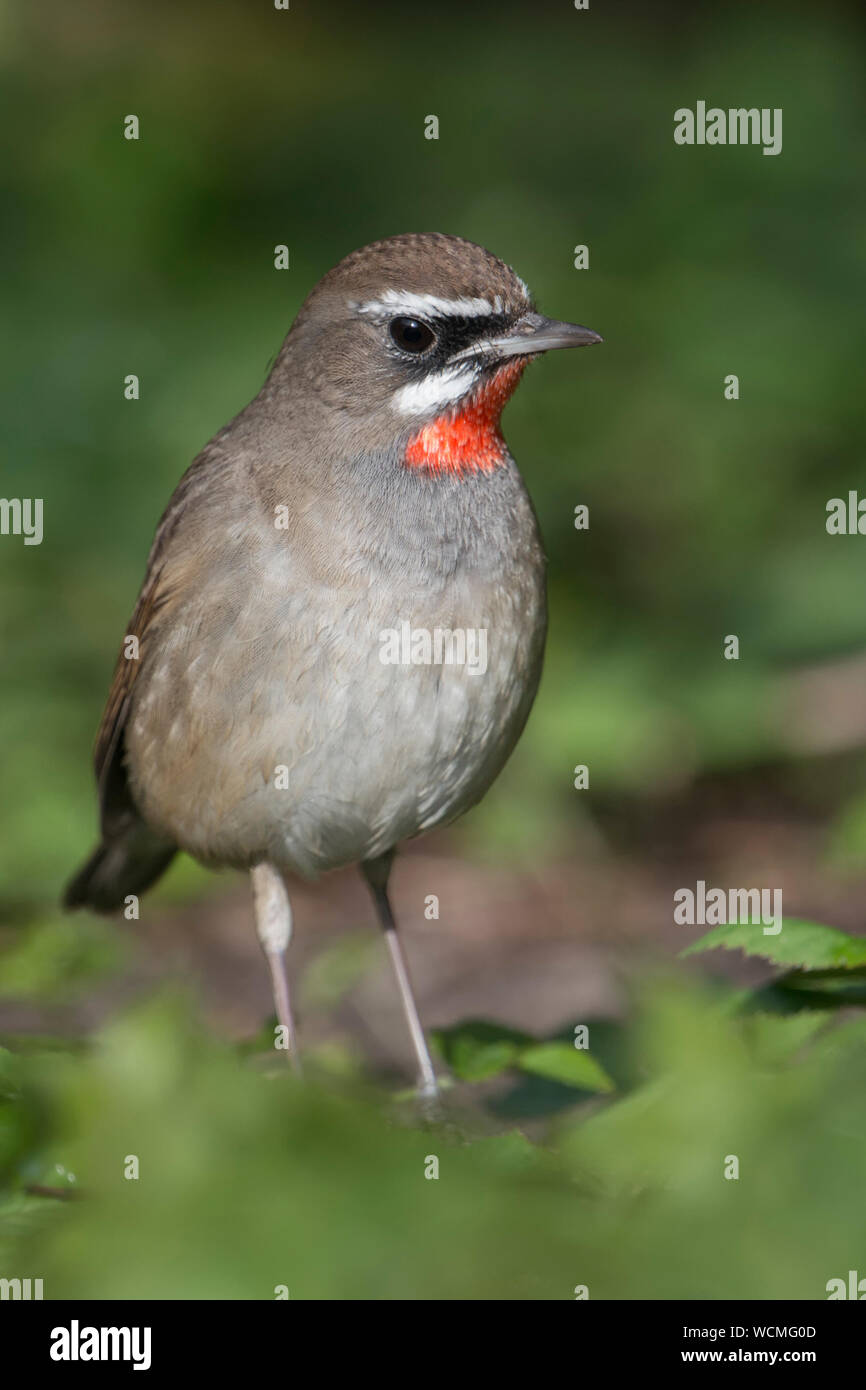 Siberian Rubythroat ( Luscinia calliope ), uccello maschio, estremamente raro ospite inverno in Europa occidentale, il primo record nei Paesi Bassi, la fauna selvatica, l'Europa. Foto Stock