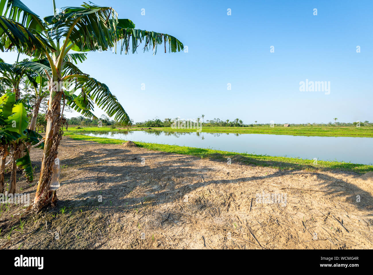 Tambaqui e sala di risveglio (Serrasalmus) stagni di pesce in Yapacani, Bolivia Foto Stock