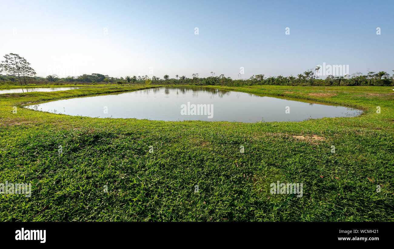 Tambaqui e sala di risveglio (Serrasalmus) Piscicoltura in Yapacani, Bolivia Foto Stock