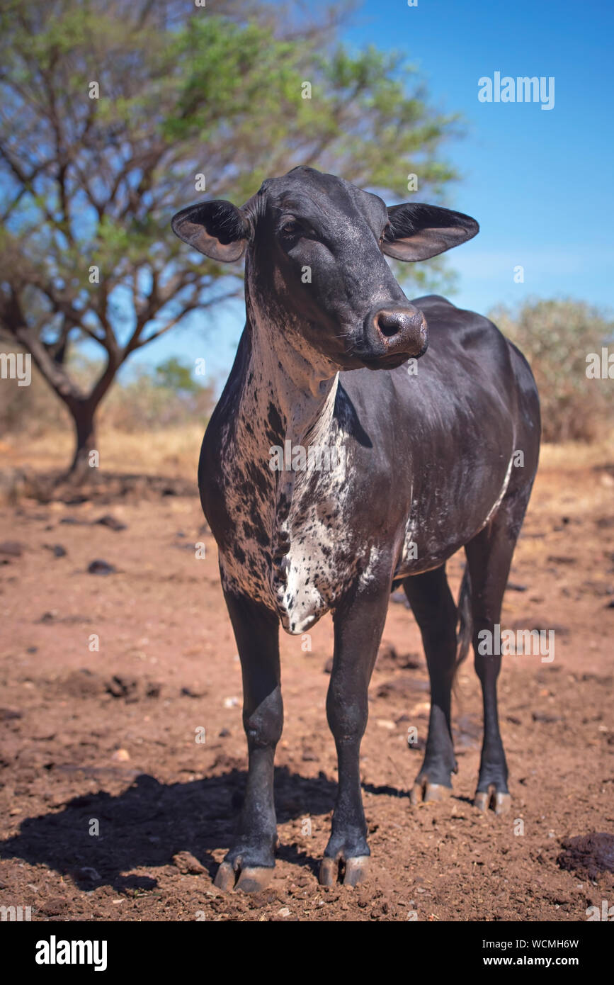 Bianco e nero permanente di vacca in rosso sporco campo. Allevamento di Bestiame Concetto di immagine. Foto Stock