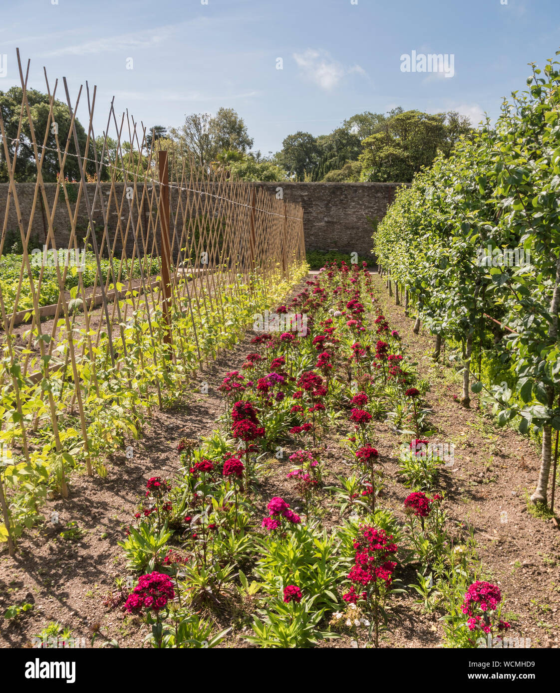 Orto, estate al Lost Gardens of Heligan, Cornwall Foto Stock