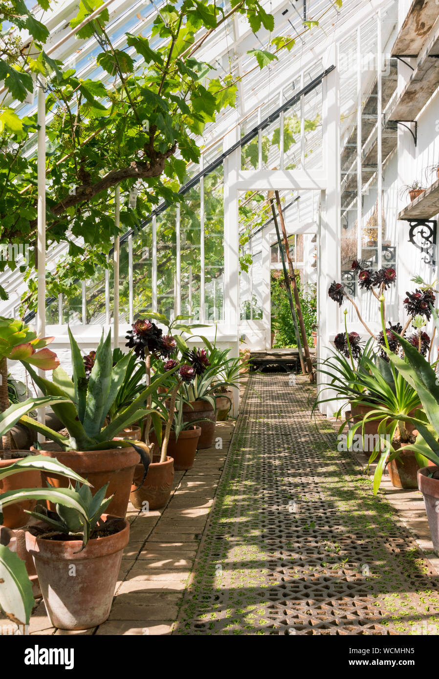 All'interno delle serre, estate al Lost Gardens of Heligan, Cornwall Foto Stock