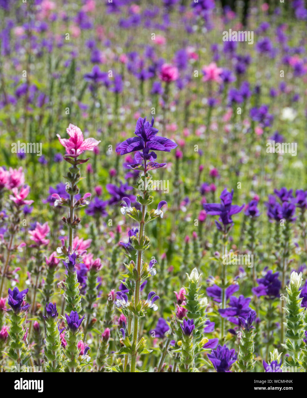 Estate al Lost Gardens of Heligan, Cornwall Foto Stock