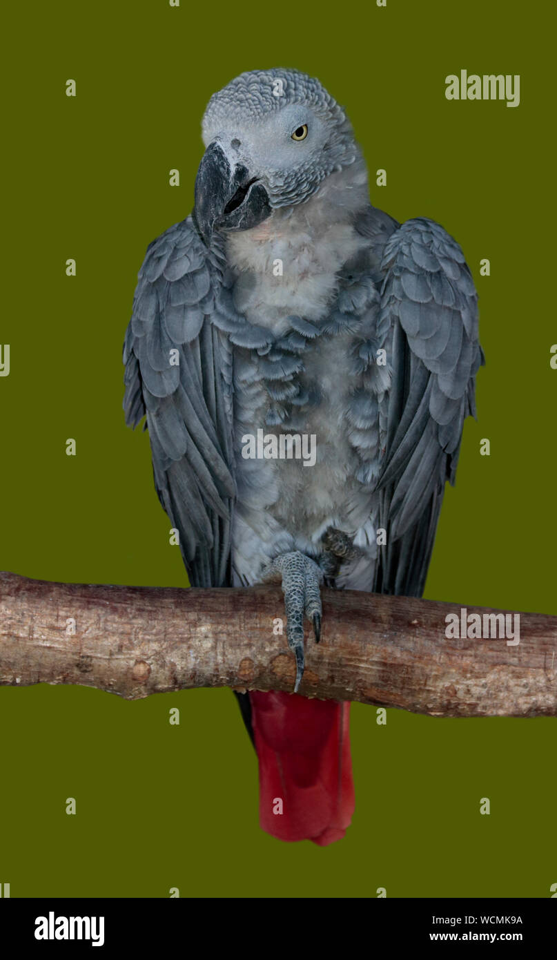 Pappagallo grigio africano (Psittacus erithacus) capretti Foto Stock