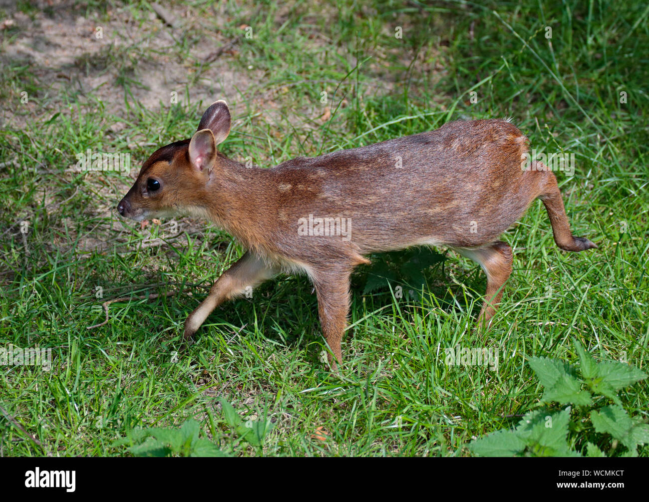 Uvenile Reeve's Munjac (muntiacus reevesi) Foto Stock