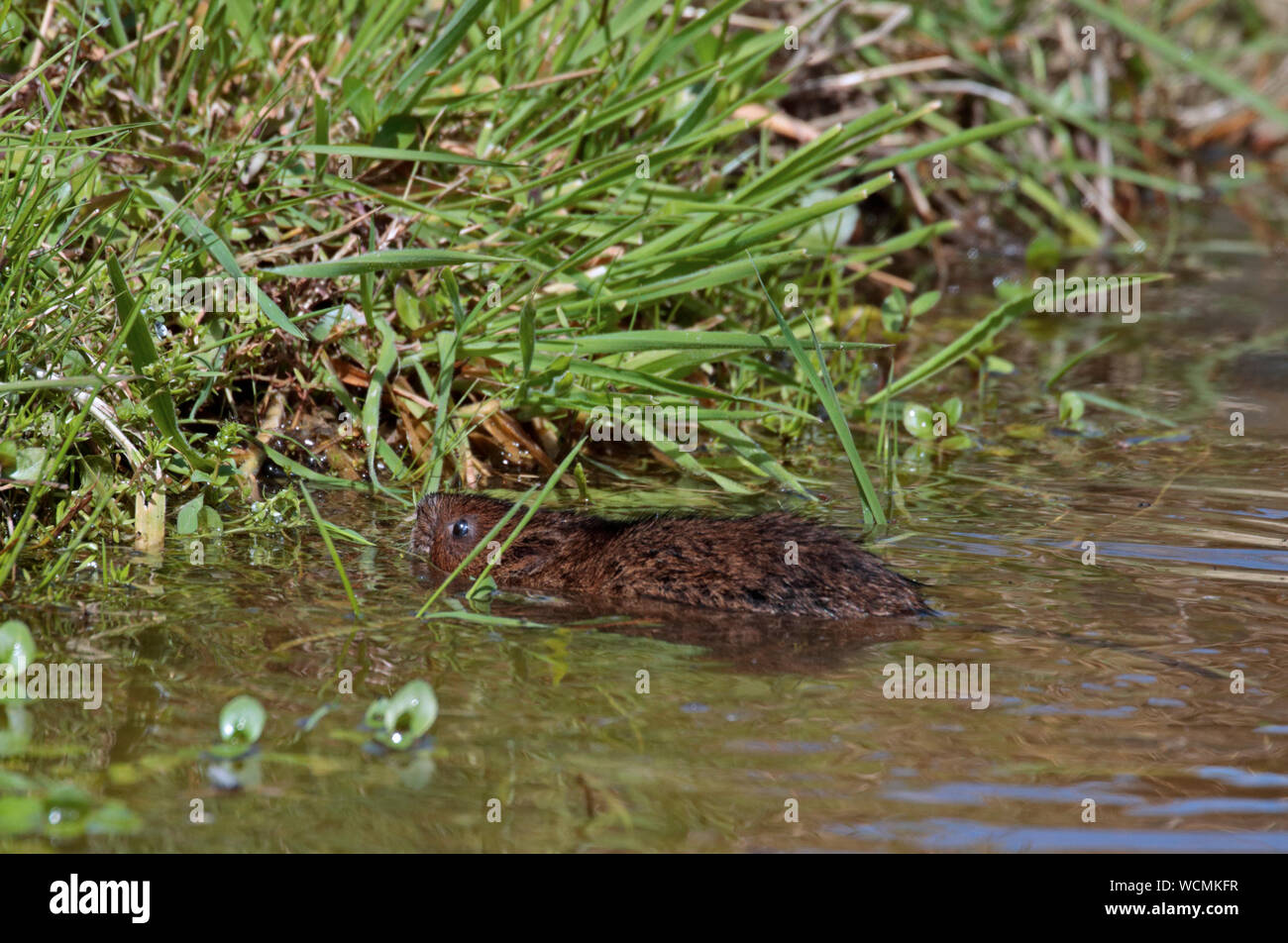 European Water Vole (arvicola anfibi) nuoto Foto Stock