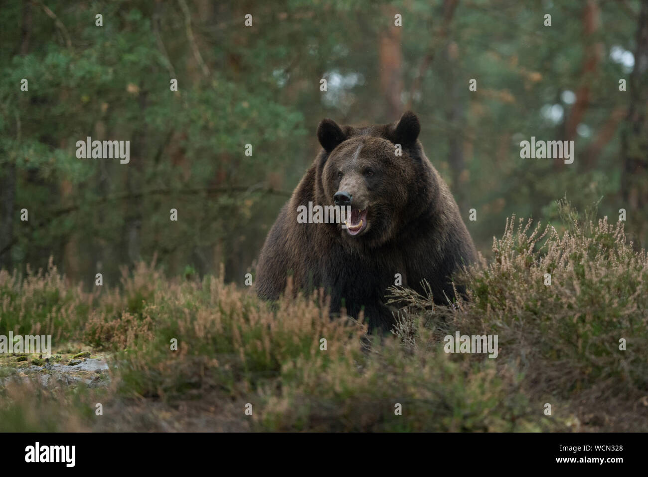 Unione orso bruno ( Ursus arctos ) nel sottobosco di una foresta, sembra essere infastiditi, aggressivo, che mostra i suoi denti, enconuter pericolose, l'Europa. Foto Stock