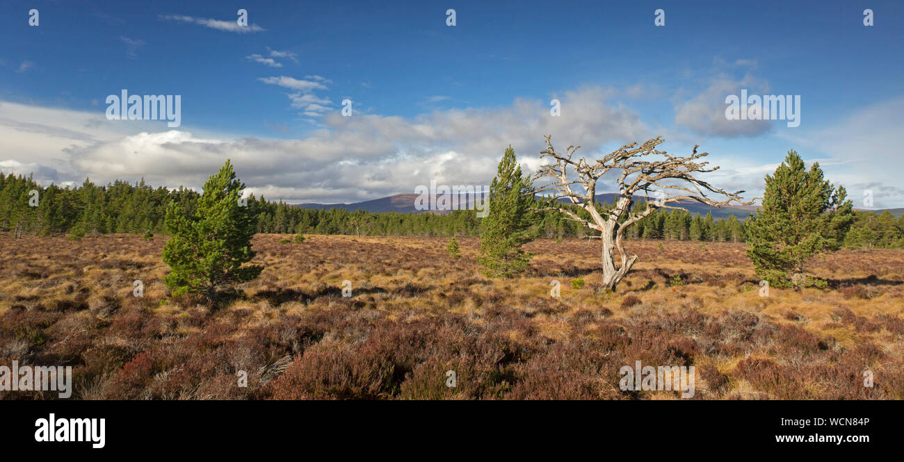 Morto di pino silvestre tree (Pinus sylvestris) nella brughiera / heath, Cairngorms National Park, Badenoch e Strathspey, Scotland, Regno Unito Foto Stock
