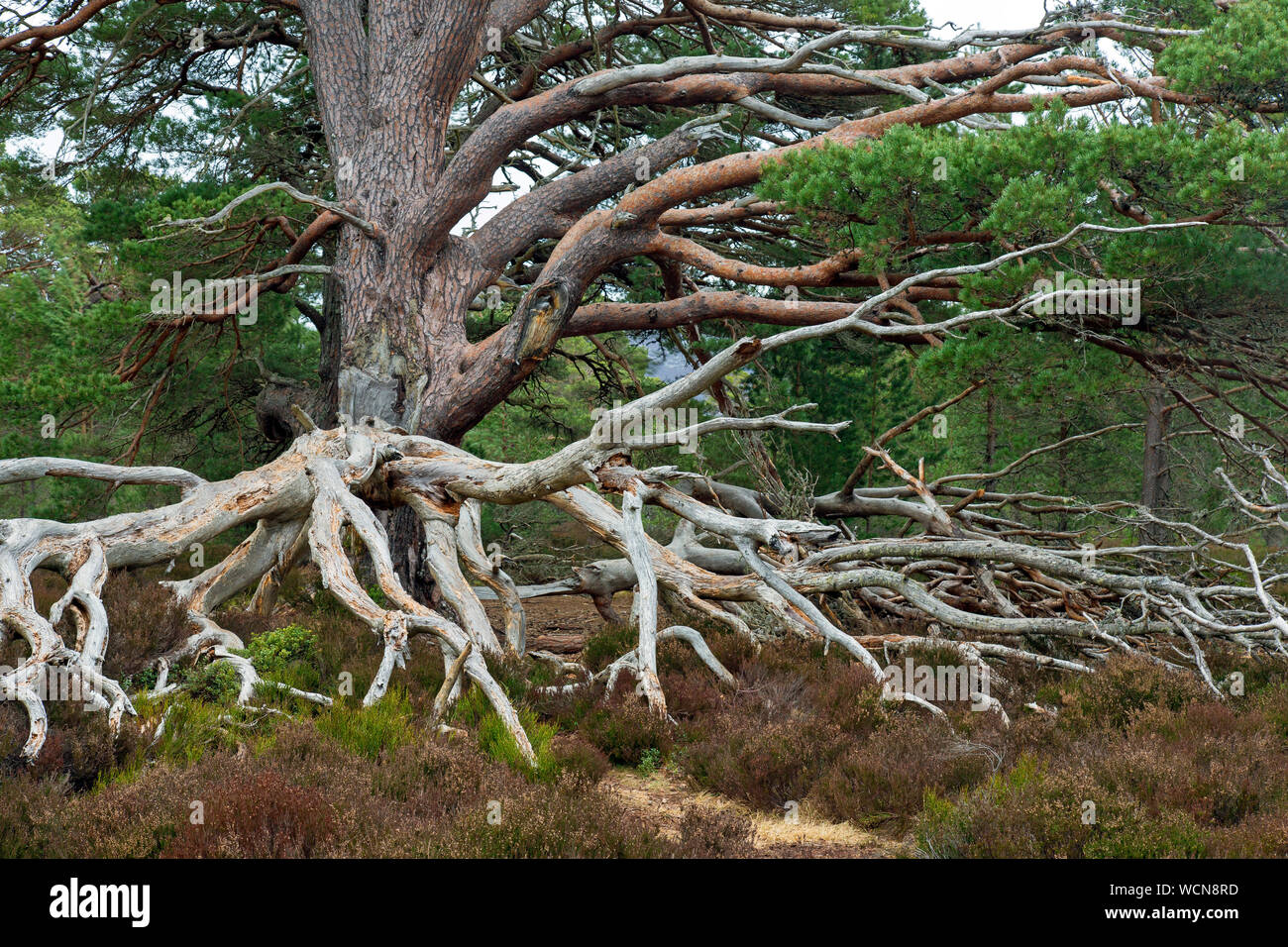 Il vecchio pino silvestre tree (Pinus sylvestris) con radici esposte nella brughiera, Cairngorms National Park, Badenoch e Strathspey, Scotland, Regno Unito Foto Stock