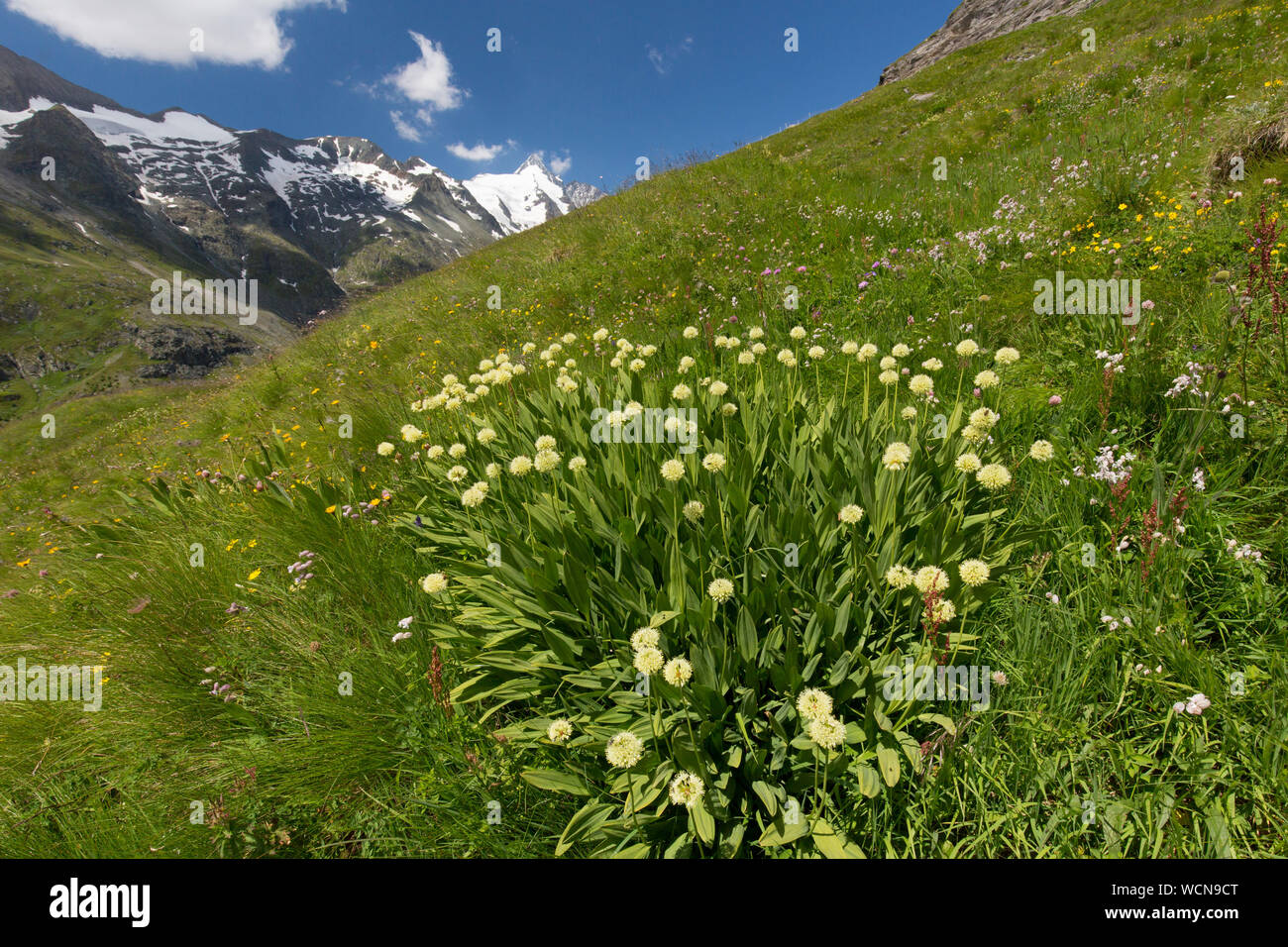 Vittoria cipolla / Alpine / Porro Ampio alpino-leaf allium (Allium victorialis) in fiore in montagna, Carinzia / Carinzia, Austria Foto Stock