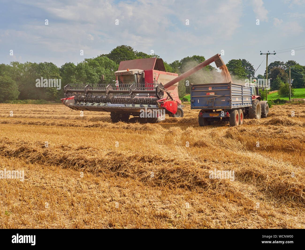 Un Massey Ferguson 7278 Cerea mietitrebbia scaricando la sua pieno di grano in un rimorchio in un campo Foto Stock