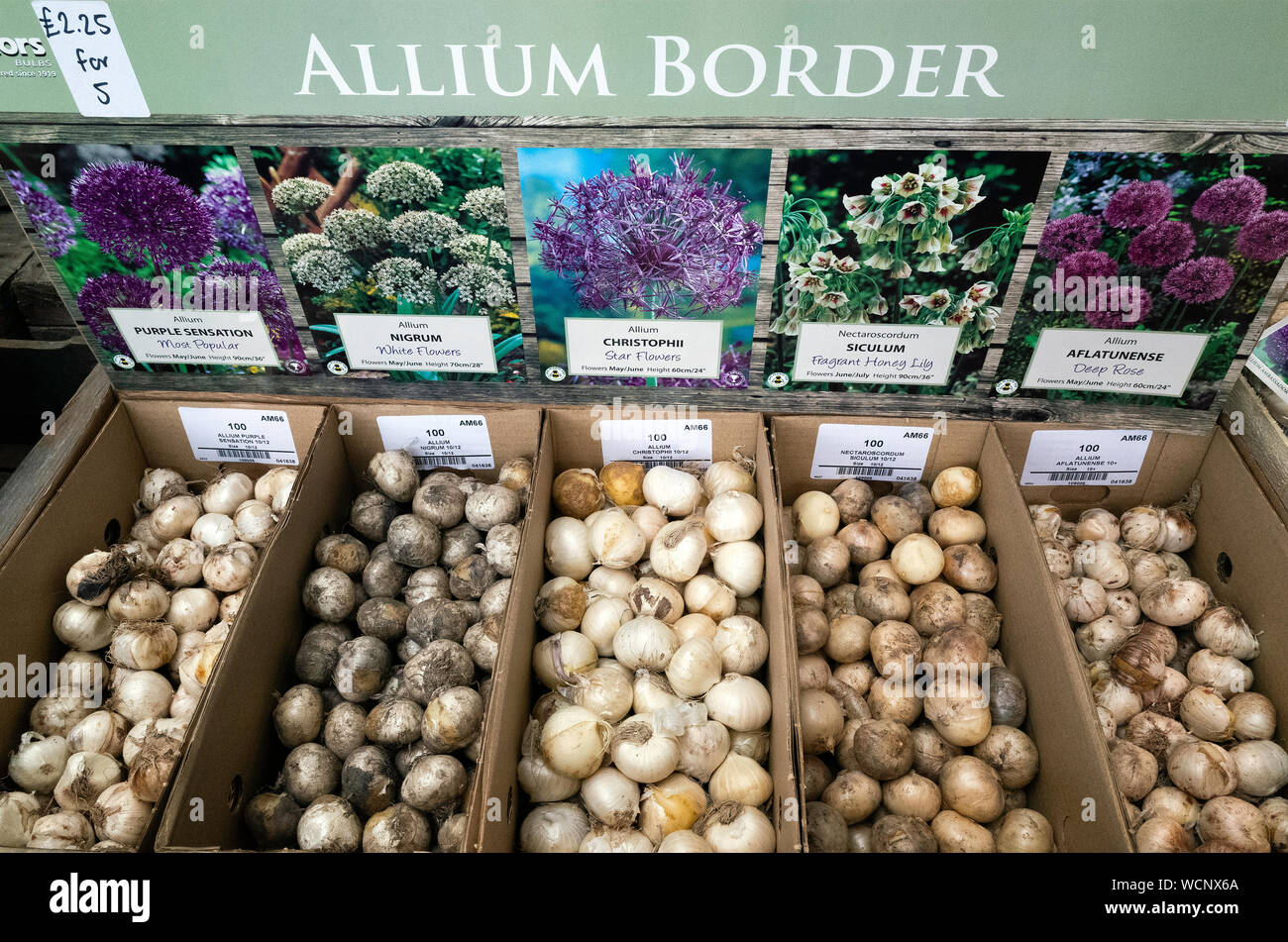 Garden Center display di cinque varietà di Alliums decorativo piante di cipolla per i confini per la semina in autunno e in primavera la fioritura al prezzo di £2.25 per 5 Foto Stock