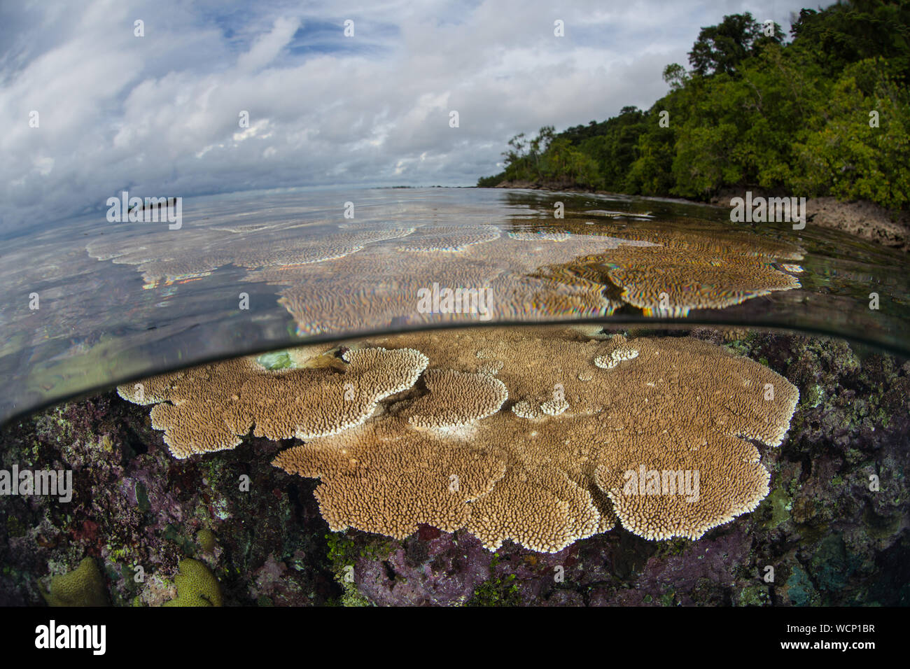 Bellissimi coralli crescono in mezzo alle isole Salomone. Questa remota regione melanesiano è parte del triangolo di corallo grazie alla sua biodiversità marina. Foto Stock